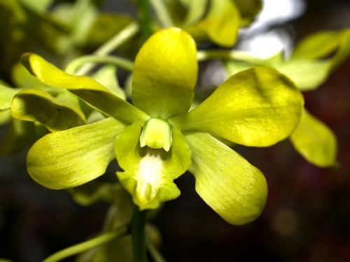 orchid flower bright