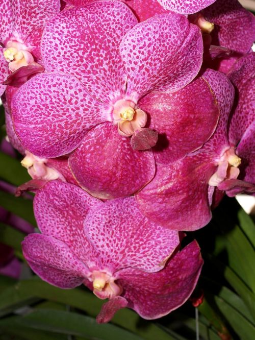 orchid flower bright