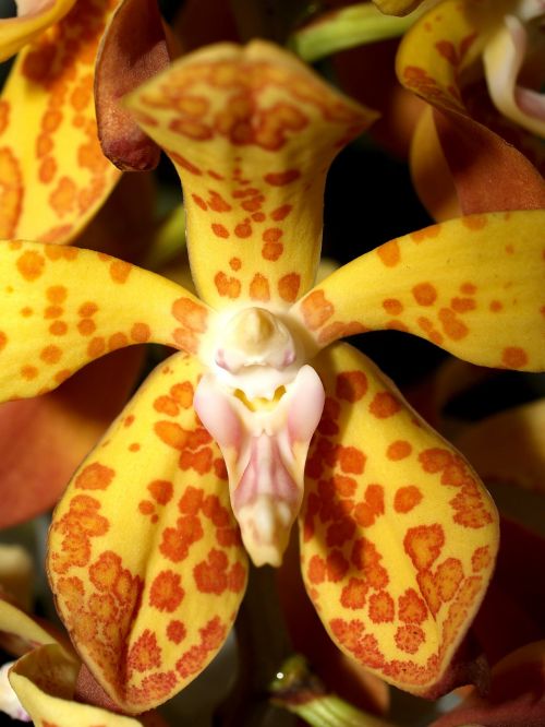 orchid flower bright