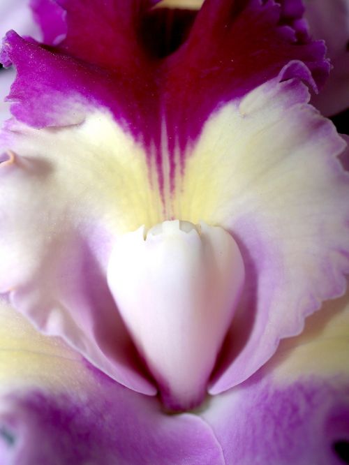 orchid flower bright