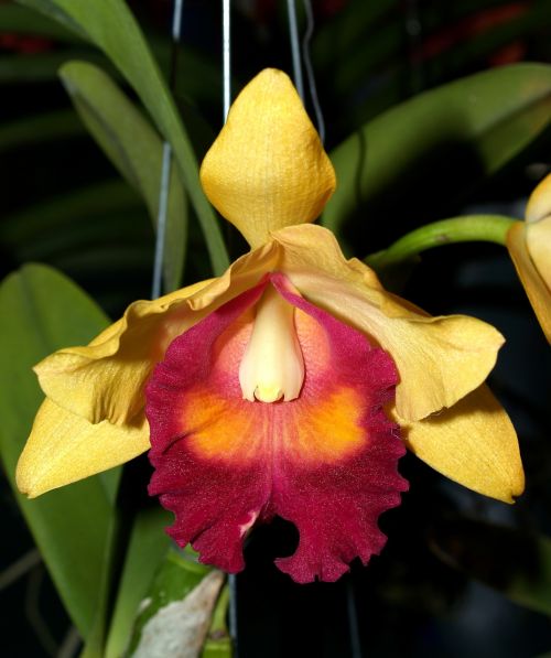 orchid flower bright