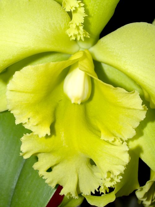 orchid flower bright