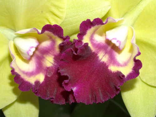 orchid flower bright