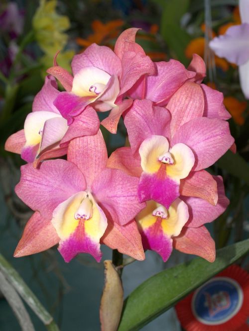 orchid flower bright