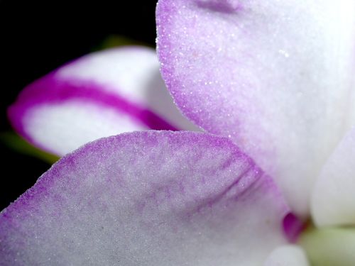 orchid flower bright