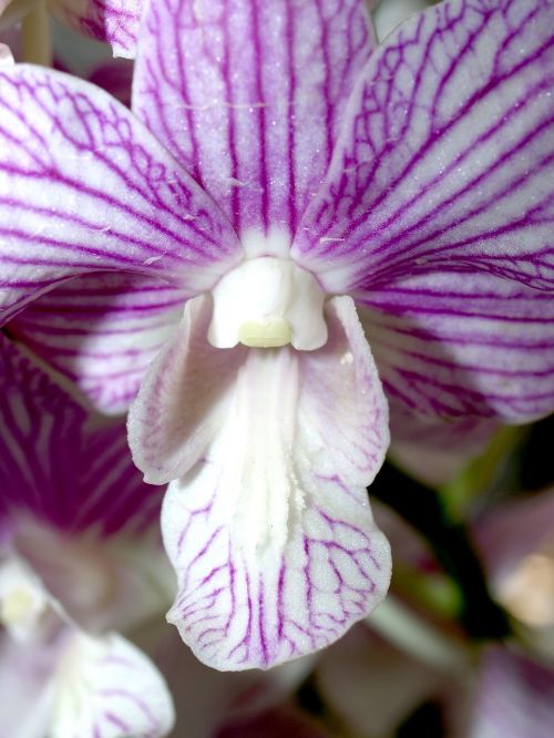 orchid flower bright