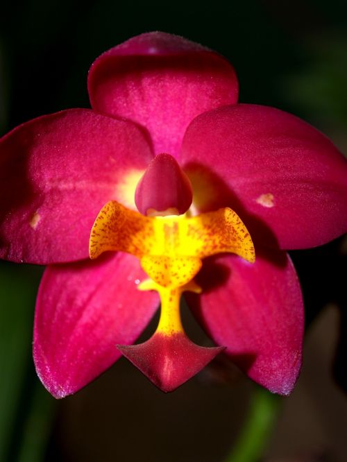orchid flower bright