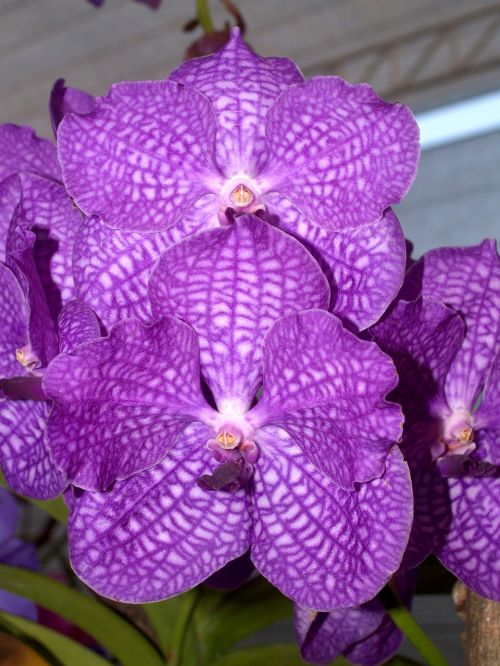 orchid flower bright