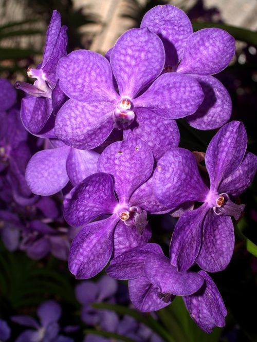 orchid flower bright