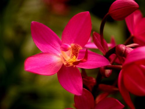 orchid flower bright