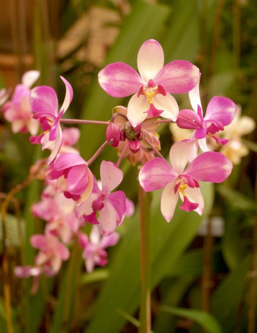 orchid flower bright