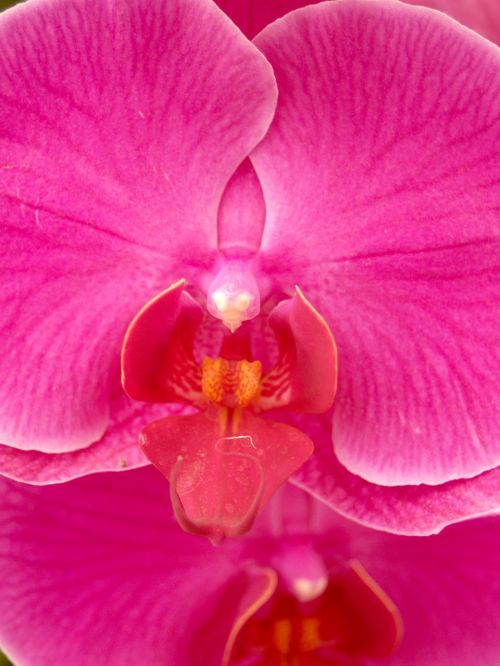 orchid flower bright