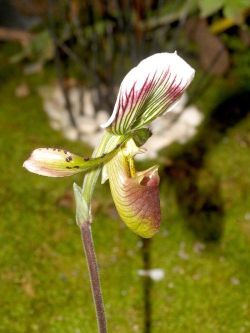 orchid flower bright