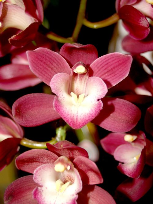 orchid flower bright