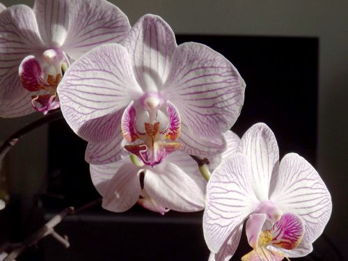 orchid phalaenopsis white