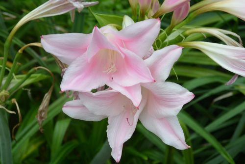 lily light pink flower