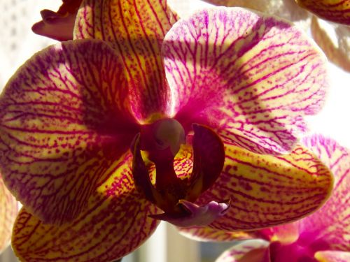 orchid phalaenopisis orange