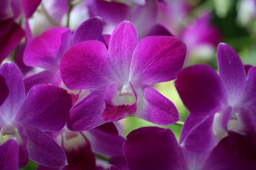 orchid purple garden