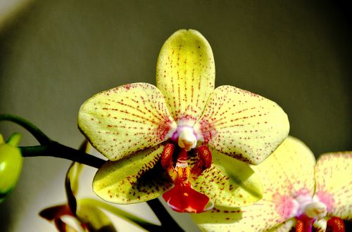 orchid yellow flower pink