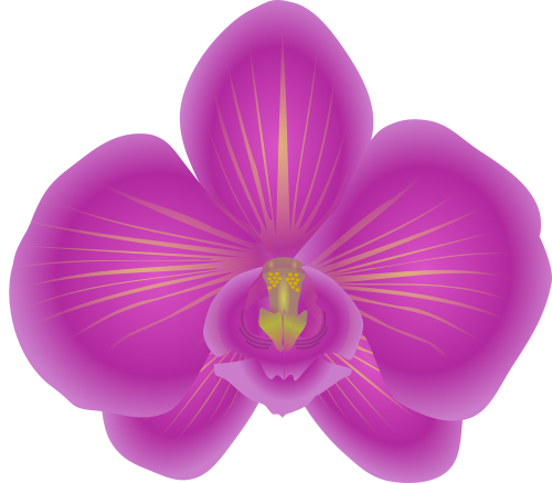 orchid flower bloom