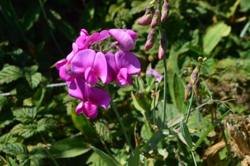 orchid wild flower wild