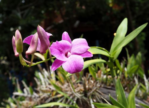 orchid colorful flowers