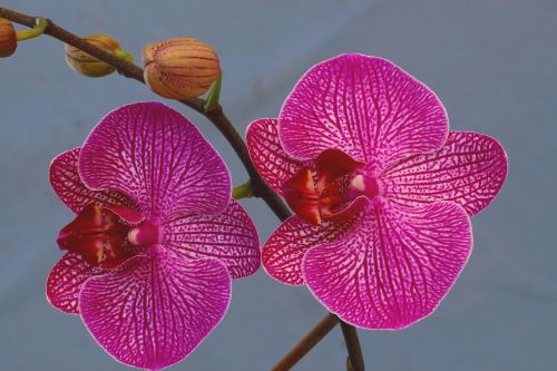 orchid blossom bloom