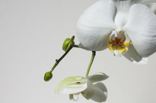 orchid bud white