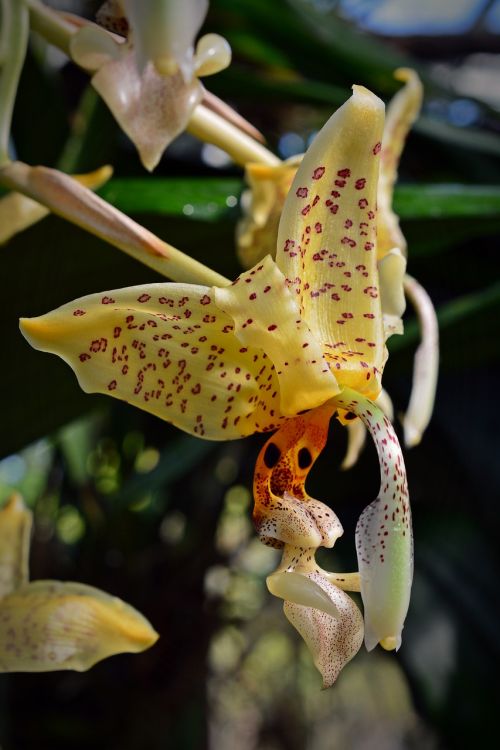 orchid blossom bloom