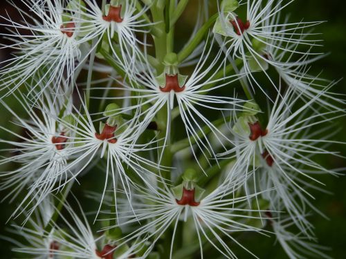 orchid flower blossom