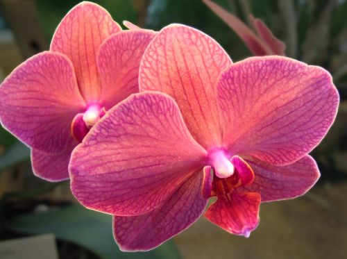 orchid flower orchidea