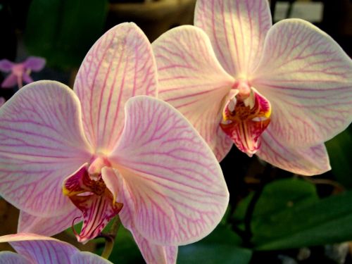 orchid flower plant