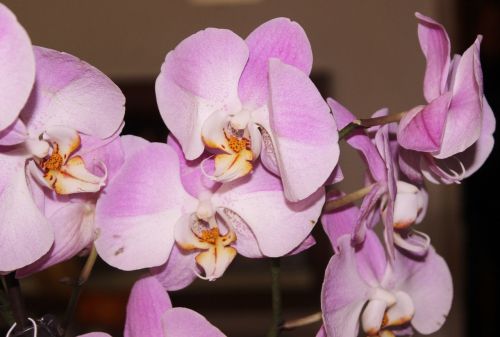 orchid pink flower fascia flower