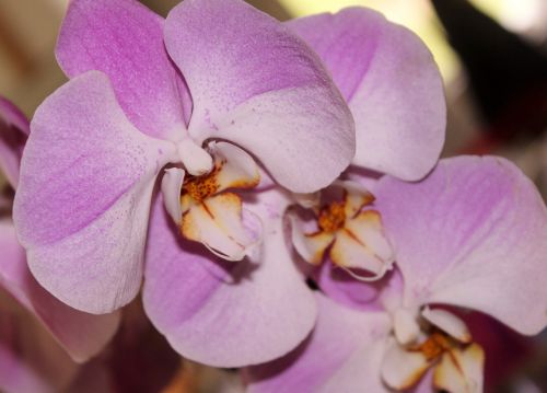 orchid pink flower fascia flower