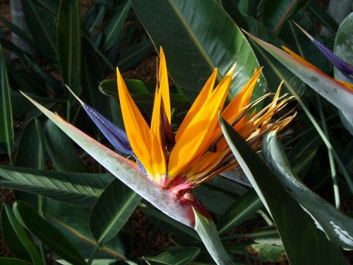 orchid bird of paradise strelitzia