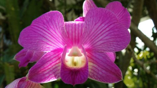 orchid purple beautiful light