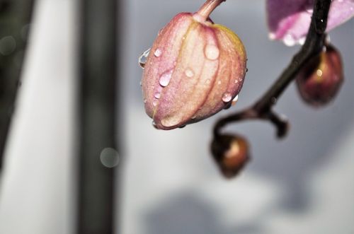 orchid bud plant