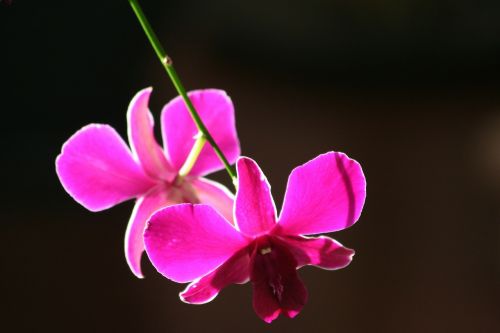orchid purple flower orchidaceae