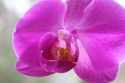 orchid purple flora