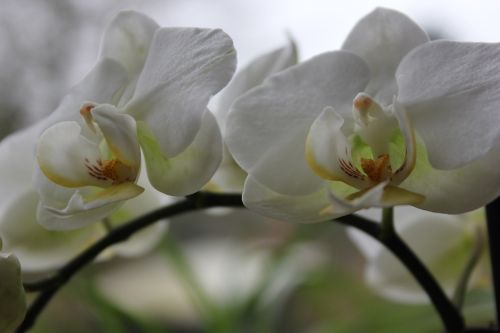 orchid flower white