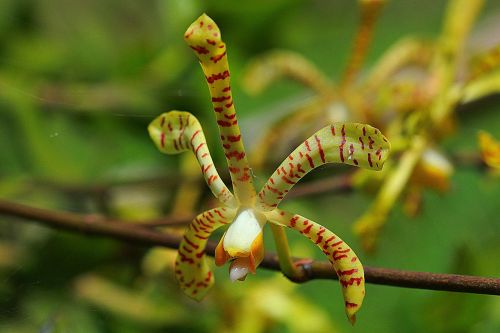 orchid flower floral