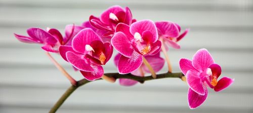 orchid pink flora