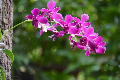 orchid purple refreshing