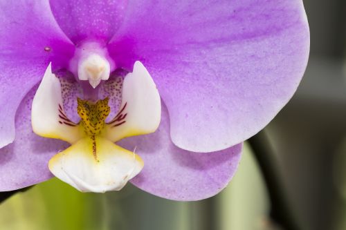 orchid color macro