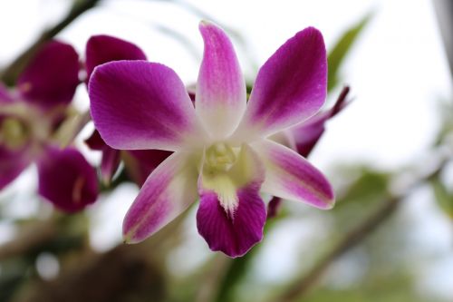 orchid royal workshops royal orchid workshop