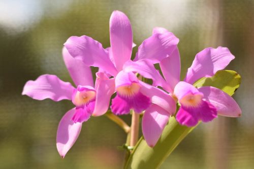 orchid flower plant