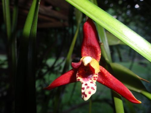 orchid red flower