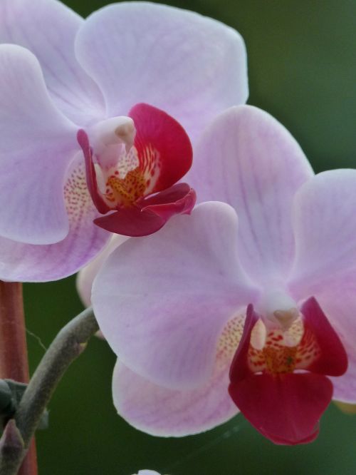 orchid flower flora