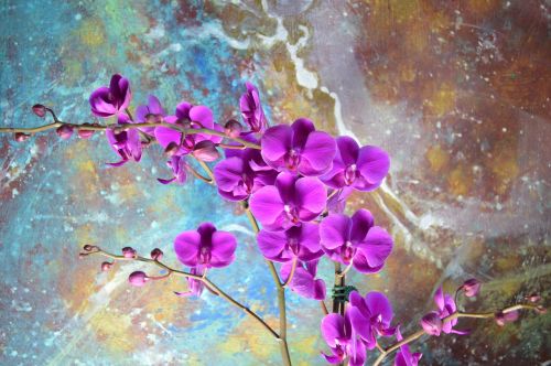 orchid magenta art