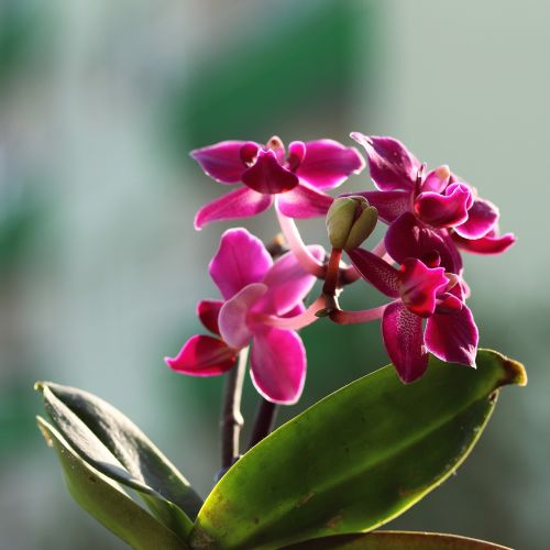 orchid flower pink